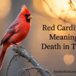 Red Cardinal Meaning Death