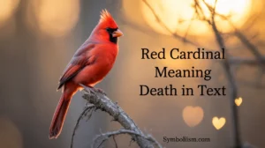Red Cardinal Meaning Death